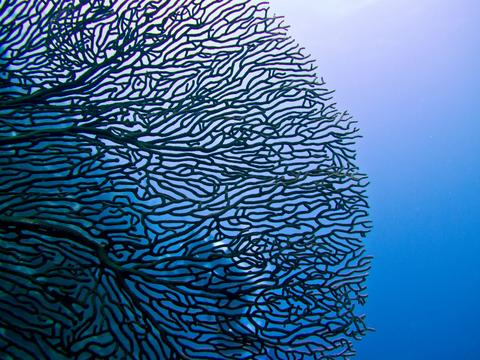 A sea fan coral against open blue water